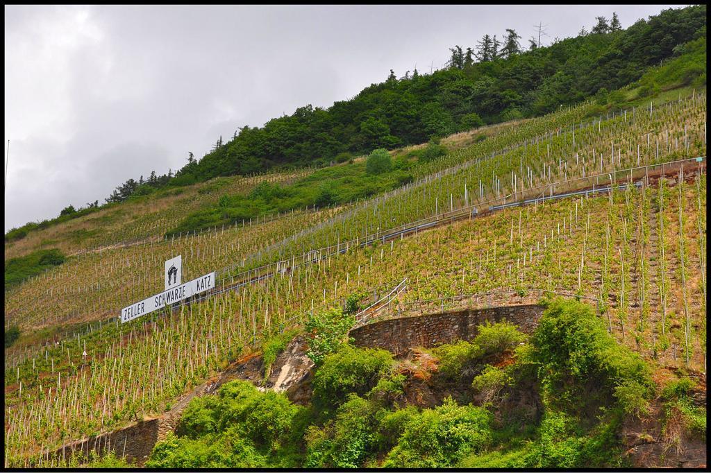 Pension Adelheid Moselhype&Wine Zell an der Mosel Exteriör bild